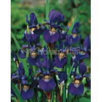 Kosaciec (Irys) syberyjski 'Caesar's Brother' | Iris sibirica