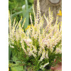 Wrzos 'Teresa' Calluna vulgaris