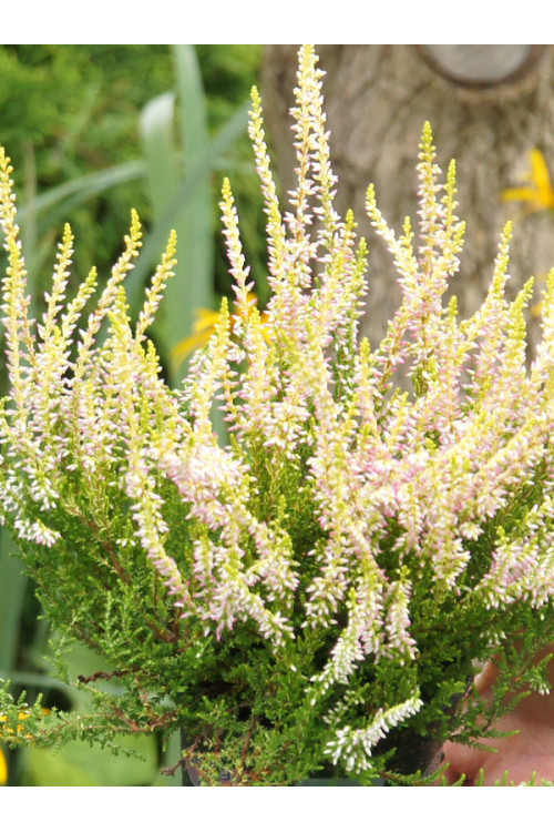Wrzos 'Teresa' Calluna vulgaris