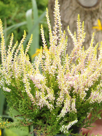 Wrzos 'Teresa' Calluna vulgaris