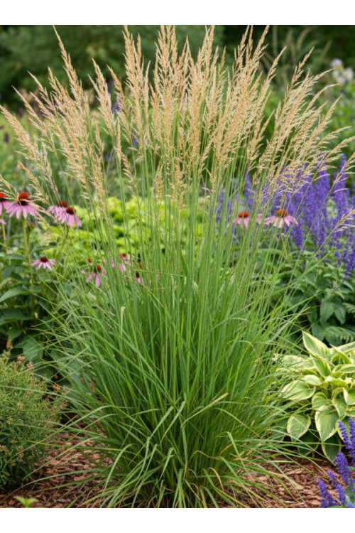 Trzęślica trzcinowata ‘Herbert Clark Hoover’| Molinia arundinacea