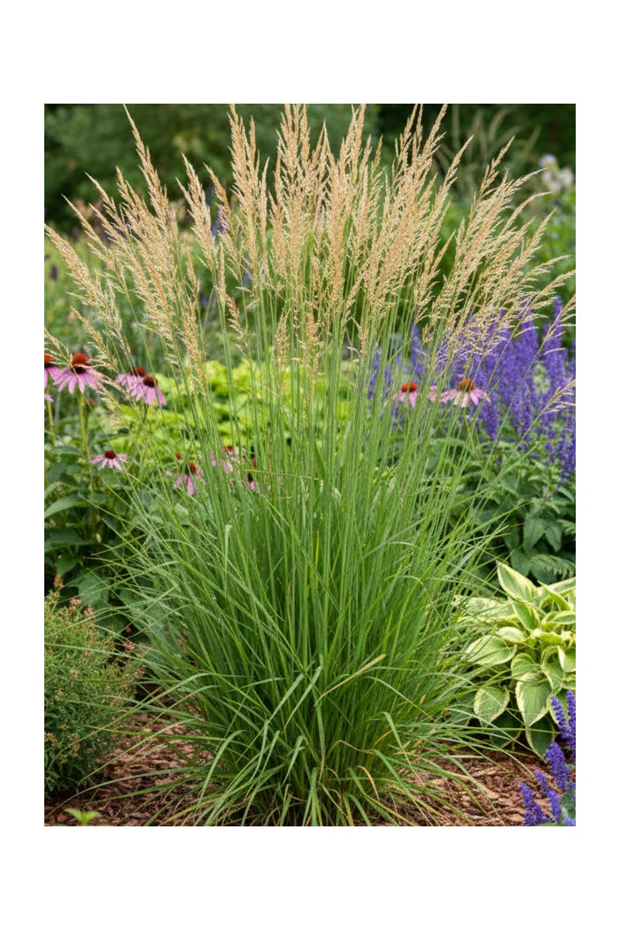 Trzęślica trzcinowata ‘Herbert Clark Hoover’| Molinia arundinacea