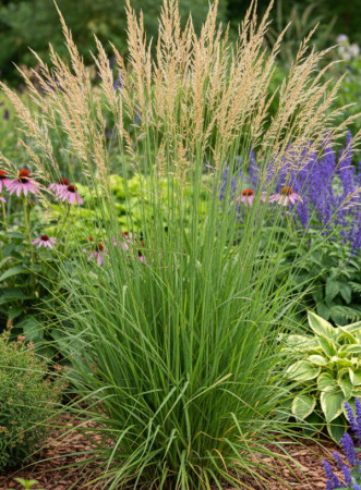 Trzęślica trzcinowata ‘Herbert Clark Hoover’| Molinia arundinacea