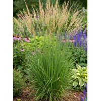 Trzęślica trzcinowata ‘Herbert Clark Hoover’| Molinia arundinacea