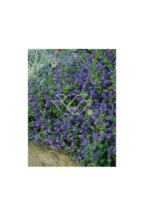 Pszczelnik Dracocephalum