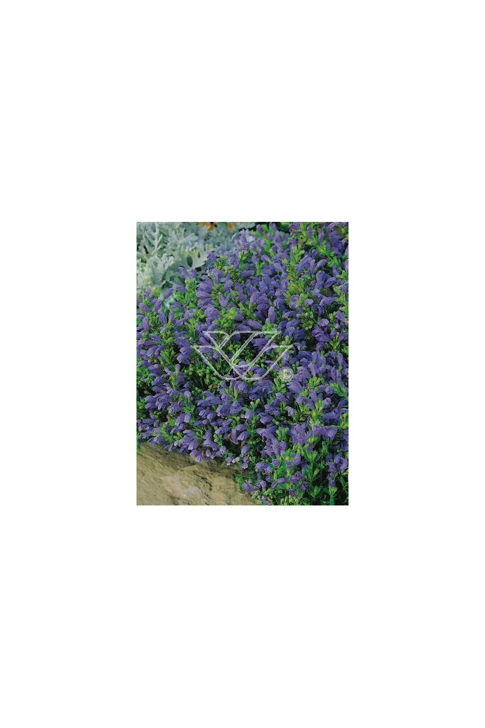 Pszczelnik Dracocephalum