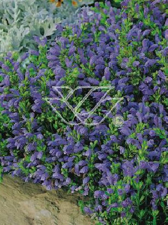 Pszczelnik Dracocephalum