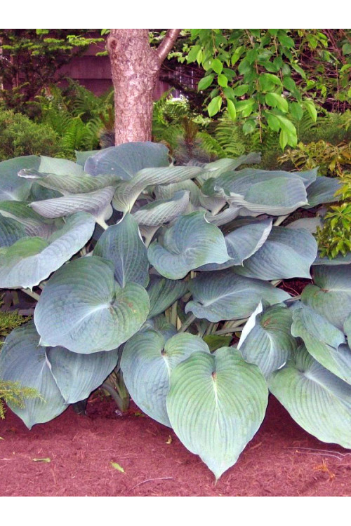 Funkia 'Jurassic Park' Hosta