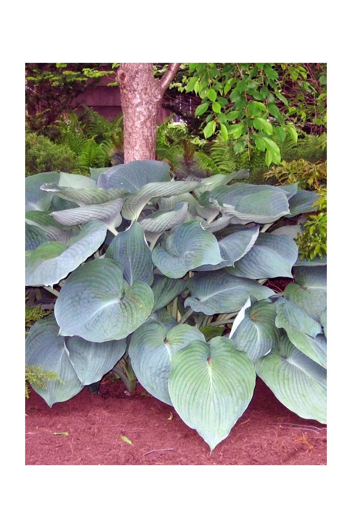 Funkia 'Jurassic Park' Hosta