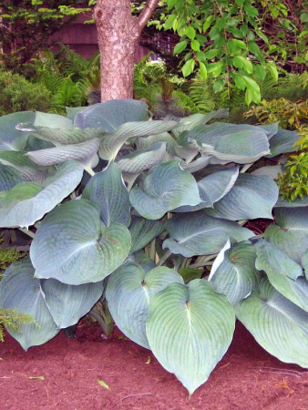 Funkia 'Jurassic Park' Hosta