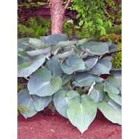 Funkia 'Jurassic Park' Hosta