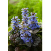 Dąbrówka 'Black Scallop' | Ajuga reptans
