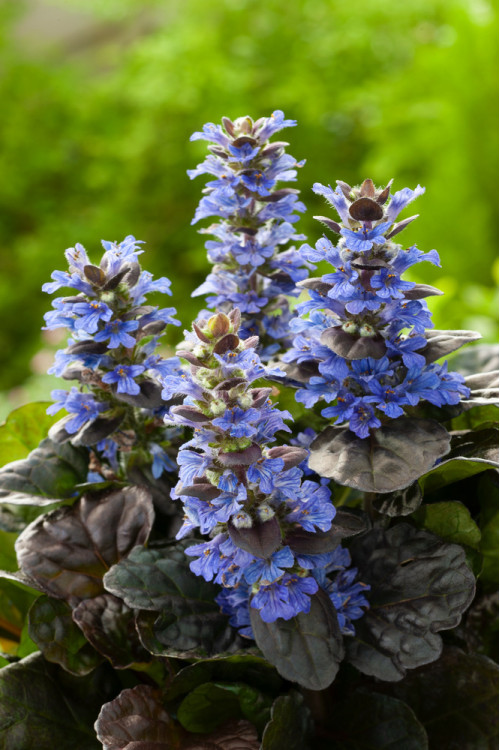 Dąbrówka 'Black Scallop' | Ajuga reptans