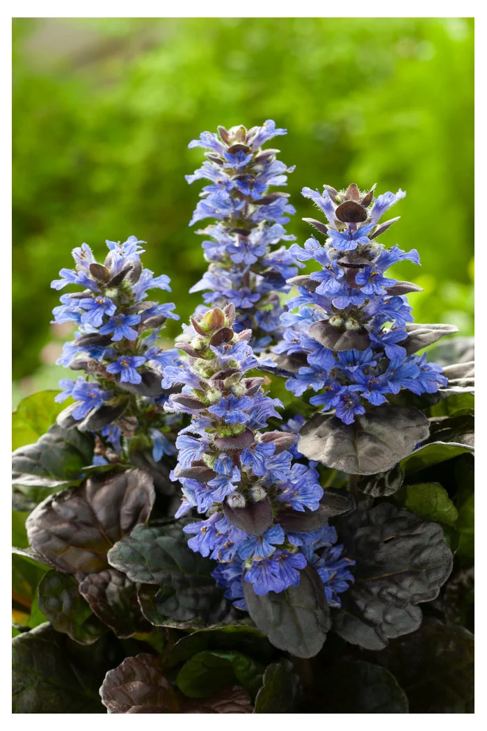 Dąbrówka 'Black Scallop' | Ajuga reptans