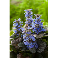 Dąbrówka 'Black Scallop' | Ajuga reptans
