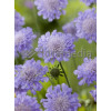 Driakiew 'Blue Note' Scabiosa