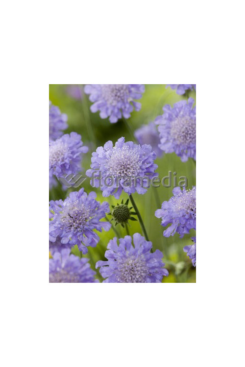 Driakiew 'Blue Note' Scabiosa