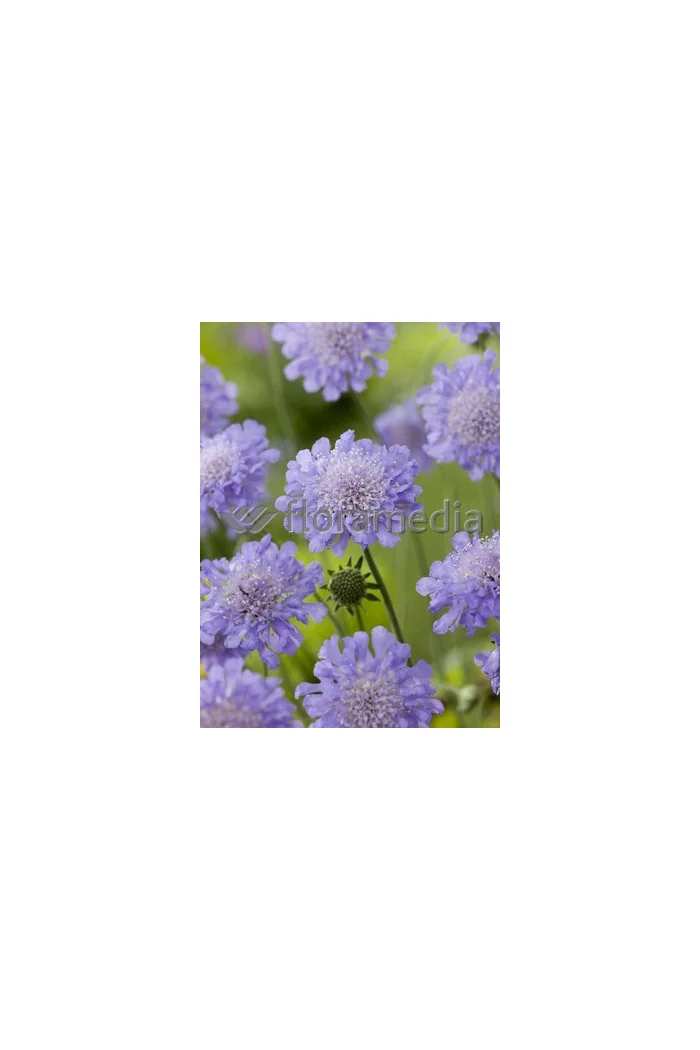 Driakiew 'Blue Note' Scabiosa