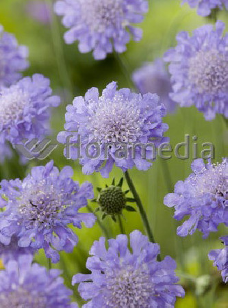Driakiew 'Blue Note' Scabiosa