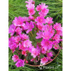 Lewizja długopłatkowa 'Little Plum' | Lewisia longipetala