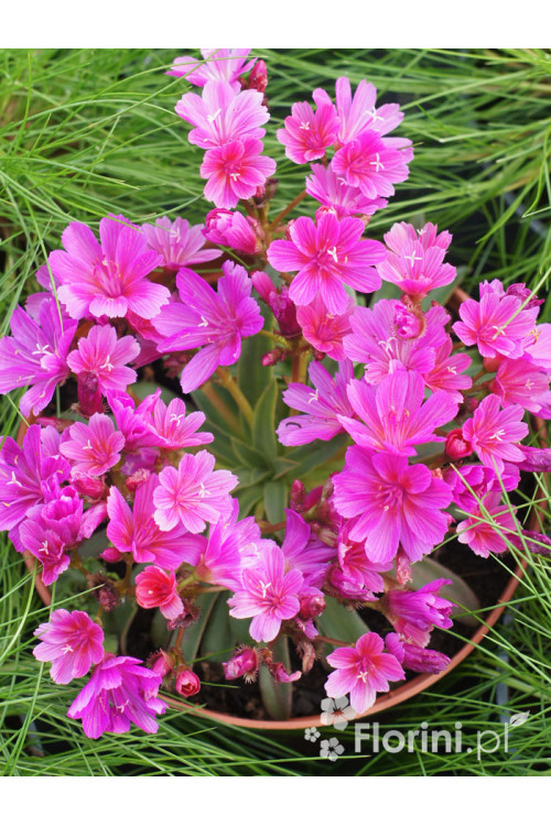 Lewizja długopłatkowa 'Little Plum' | Lewisia longipetala