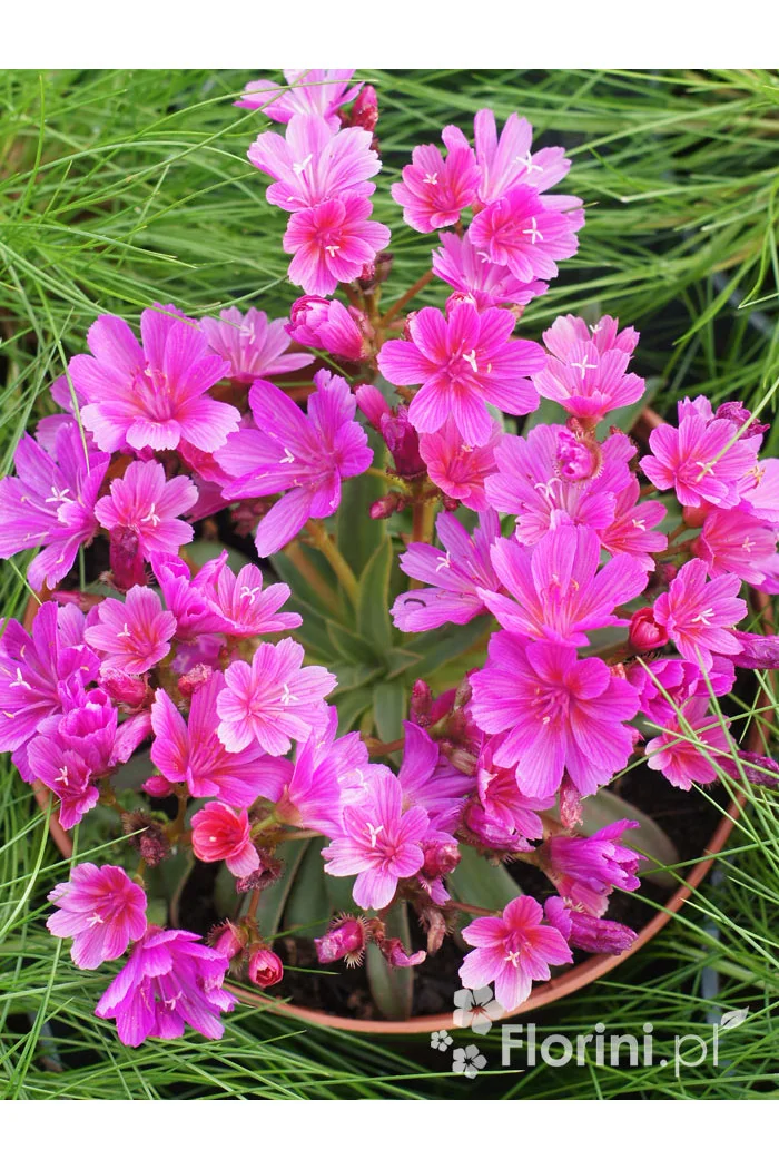 Lewizja długopłatkowa 'Little Plum' | Lewisia longipetala