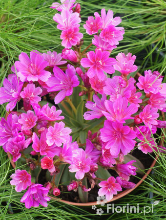 Lewizja długopłatkowa 'Little Plum' | Lewisia longipetala