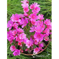 Lewizja długopłatkowa 'Little Plum' | Lewisia longipetala