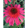 Jeżówka 'Cara Mia Spicy' | Echinacea