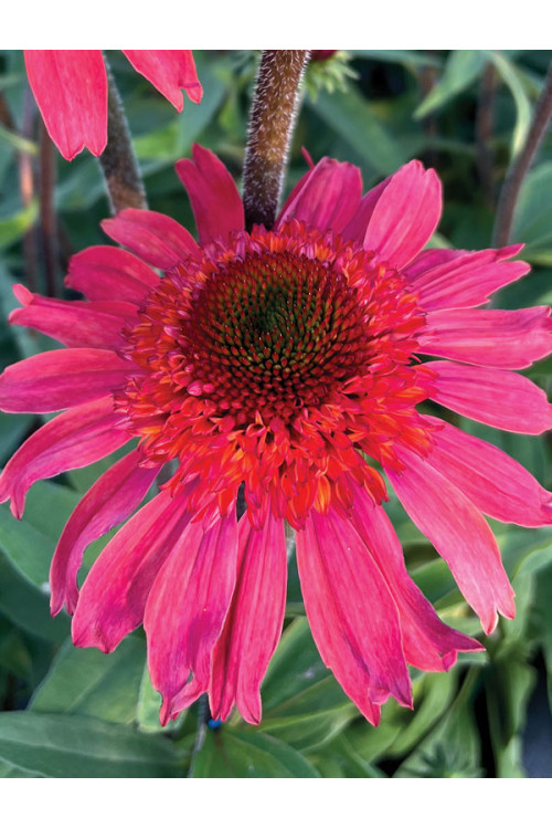 Jeżówka 'Cara Mia Spicy' | Echinacea