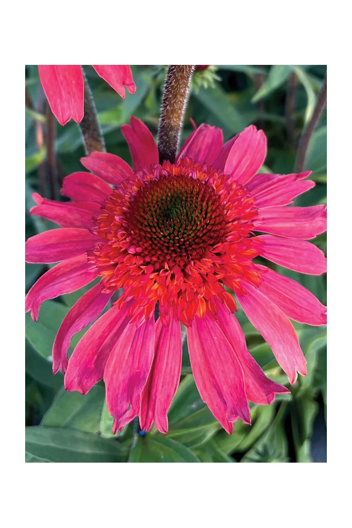 Jeżówka 'Cara Mia Spicy' | Echinacea
