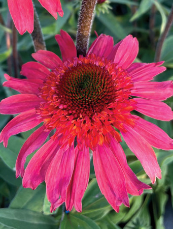 Jeżówka 'Cara Mia Spicy' | Echinacea
