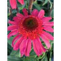 Jeżówka 'Cara Mia Spicy' | Echinacea