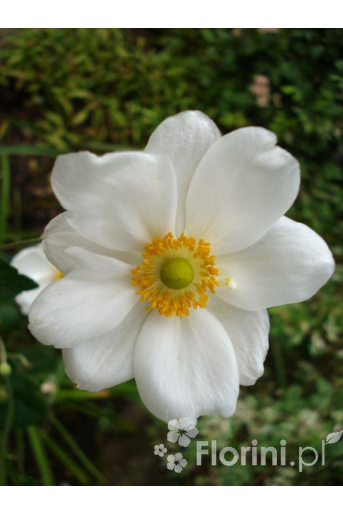 Zawilec japoński 'Andrea Atkinson' |Anemone hupehensis