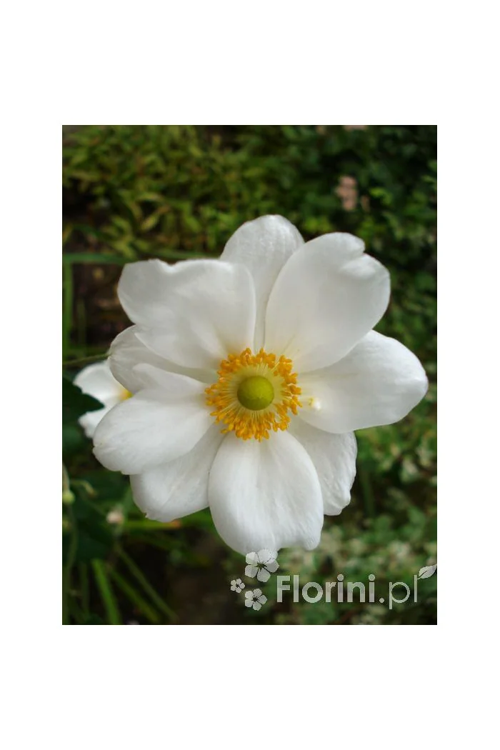 Zawilec japoński 'Andrea Atkinson' |Anemone hupehensis