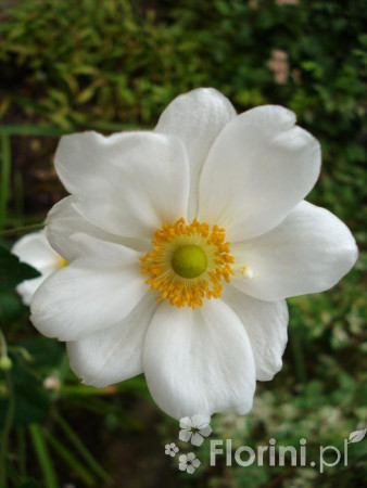 Zawilec japoński 'Andrea Atkinson' |Anemone hupehensis