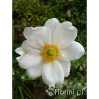 Zawilec japoński 'Andrea Atkinson' |Anemone hupehensis