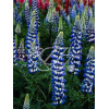 Łubin trwały 'The Governor' Lupinus polyphyllus