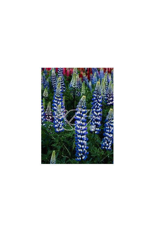 Łubin trwały 'The Governor' Lupinus polyphyllus