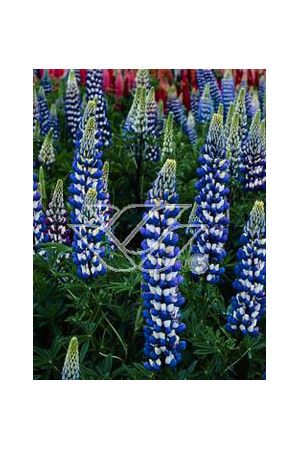 Łubin trwały 'The Governor' Lupinus polyphyllus