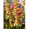 Naparstnica 'Goldcrest' Digitalis