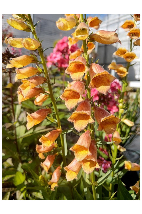 Naparstnica 'Goldcrest' Digitalis