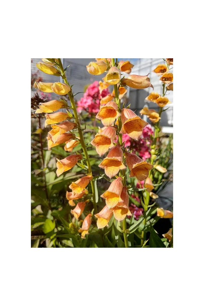 Naparstnica 'Goldcrest' Digitalis