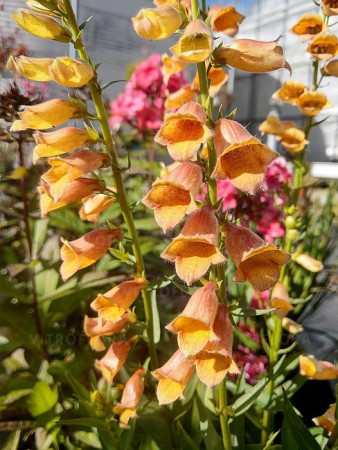 Naparstnica 'Goldcrest' Digitalis
