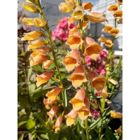 Naparstnica 'Goldcrest' Digitalis