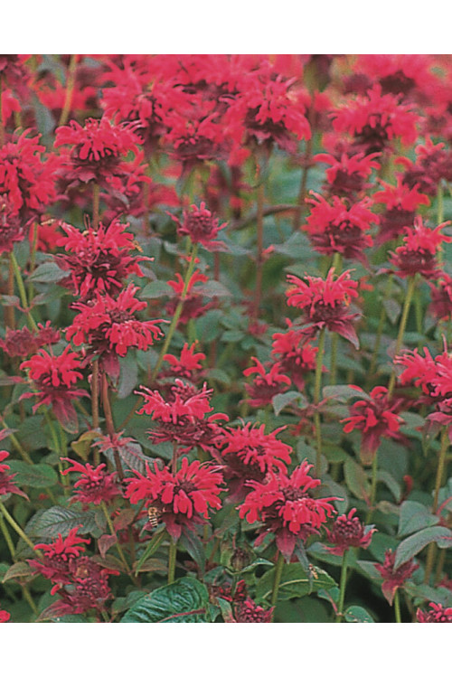 Pysznogłówka 'Red Shades' | Monarda