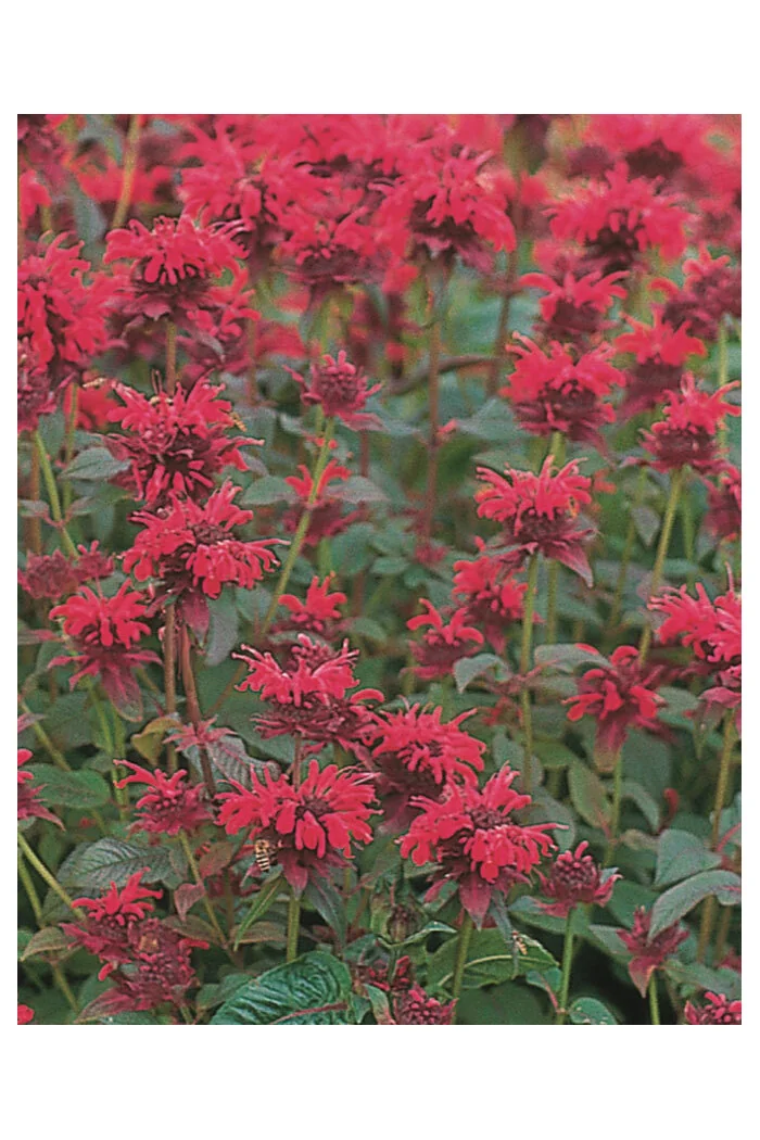 Pysznogłówka 'Red Shades' | Monarda