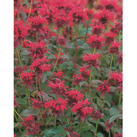 Pysznogłówka 'Red Shades' | Monarda