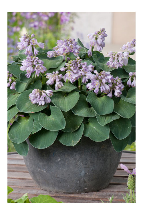 Funkia 'Blue Mouse Ears' | Hosta