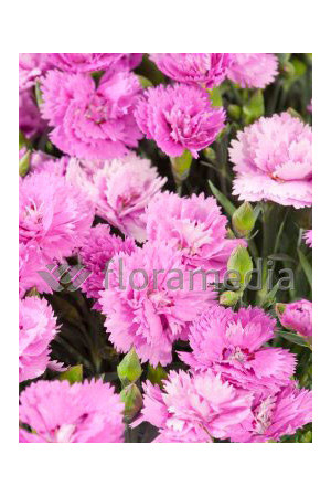 Goździk siny 'Orchid'